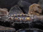 Herkimer Diamond Quartz Bracelet: 24k Gold/Silver Accents (8mm)